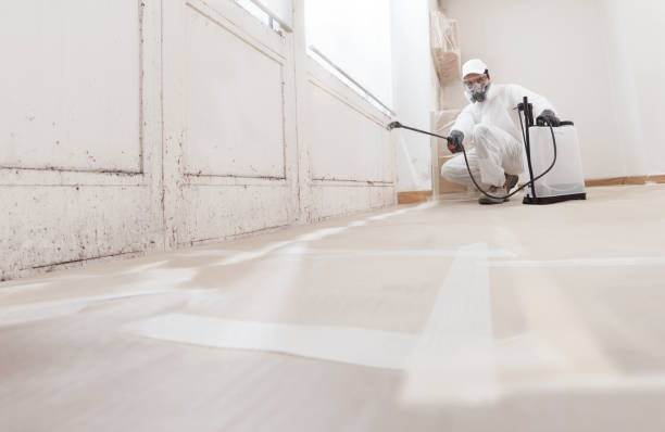 Black mold remediation team in Greenville