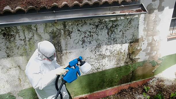 Mold Remediation service in Greenville, Greenville, NC